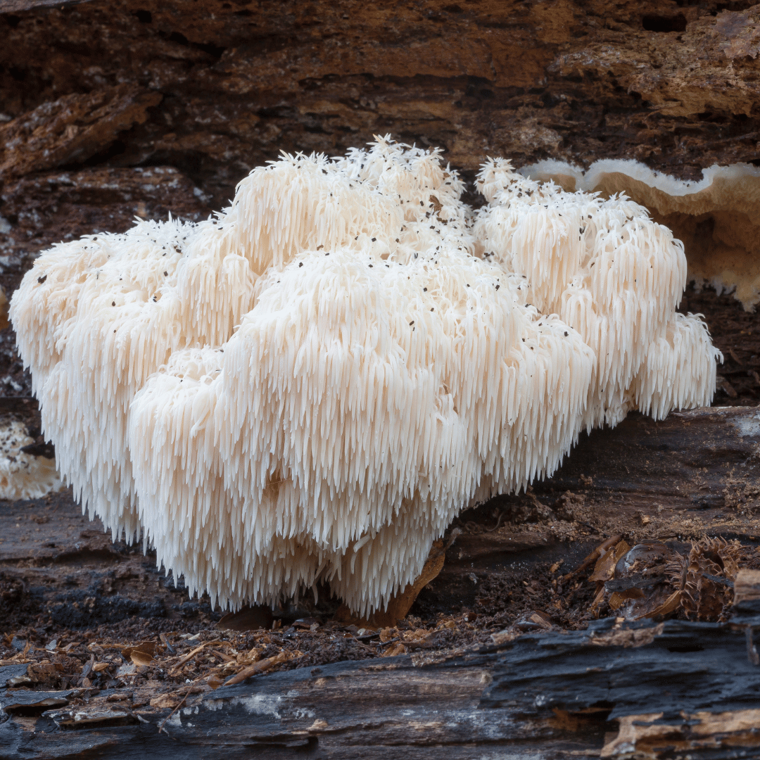 Descubra os Benefícios do Lion's Mane: O Cogumelo Funcional para Cérebro e Corpo