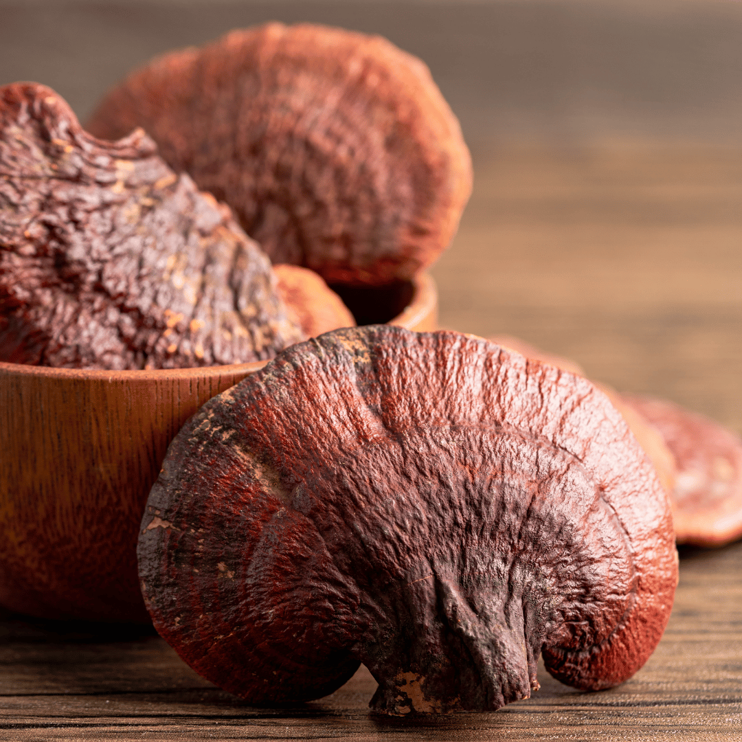 Reishi: Benefícios e Usos desse Poderoso Cogumelo Medicinal