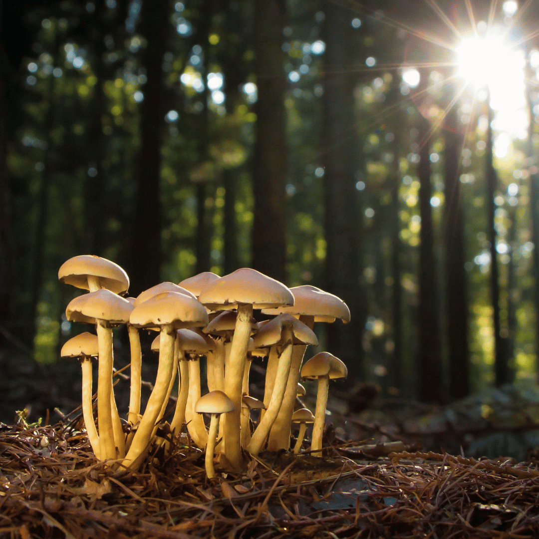 Cogumelos Funcionais: Reishi, Juba de Leão e Chaga em Destaque