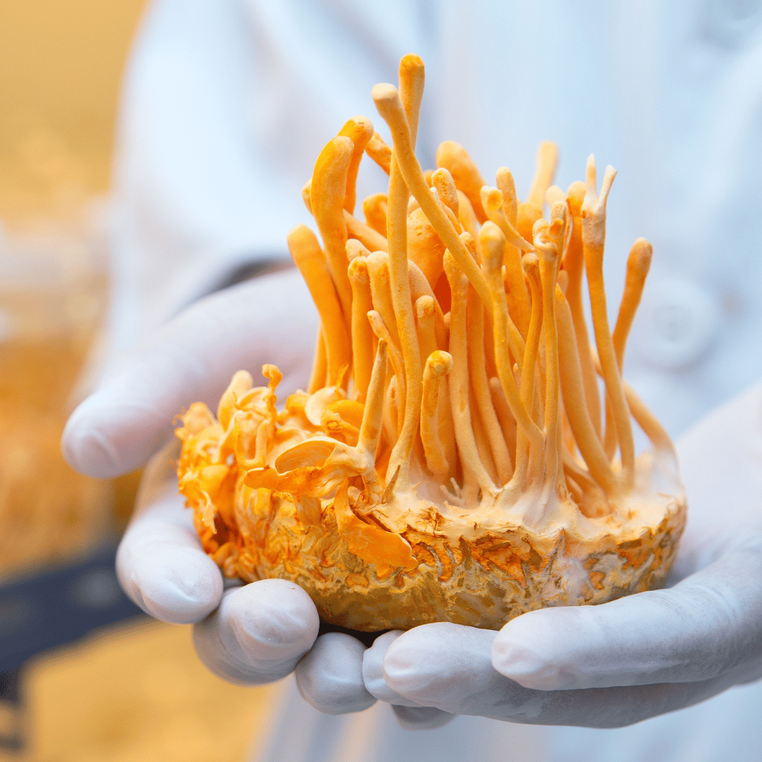 Benefícios do Cordyceps: 4 Motivos para Experimentar Este Cogumelo Funcional