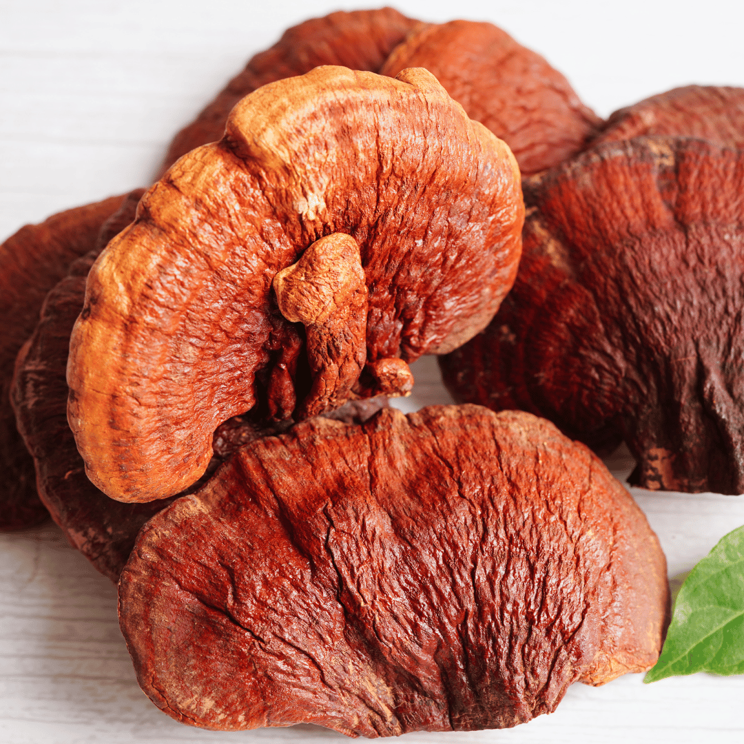 Cogumelo Reishi: Usos e Benefícios para a Saúde