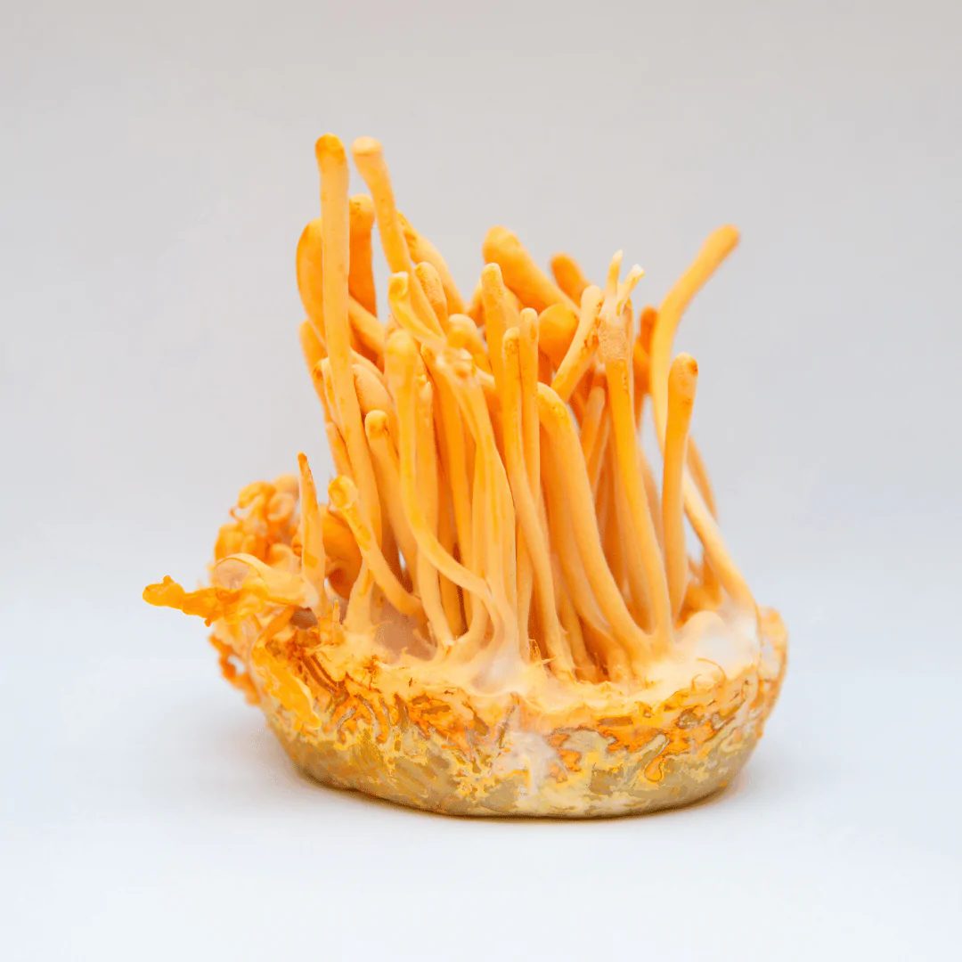 Cordyceps: Energia e Vitalidade em Forma de Cogumelo